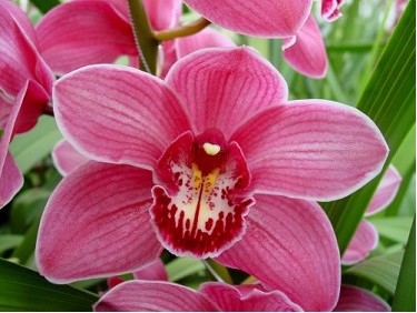 Cymbidium Princess 80cm Morad.