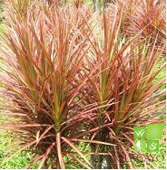 P. Dracena Marginata Bicolor 24/130cm