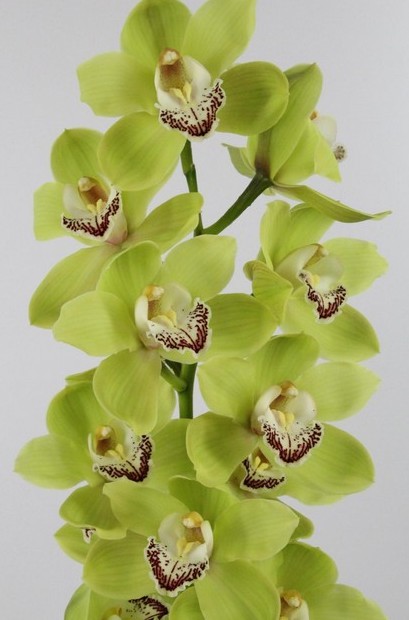 Cymbidium x6 Ovati Emerald 80cm Vd.