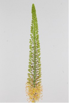 Eremurus Hol. Ruiter 80cm (35cm flor) Sal.
