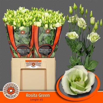 Lisiantus Hol. Rosi Green 65cm 55gr "T10"