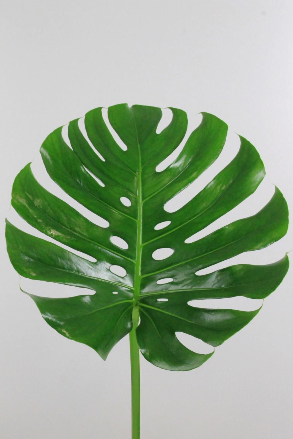 Philodendro Monstera Hol.  45cm �15