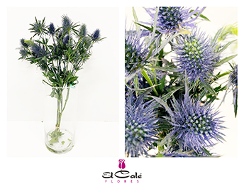 Eryngium Hol. Supernova Qstar 40cm