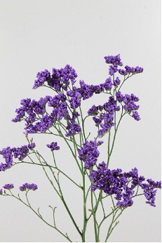 Limonium Hol. Maine Blue 70cm 30gr "T25" Az