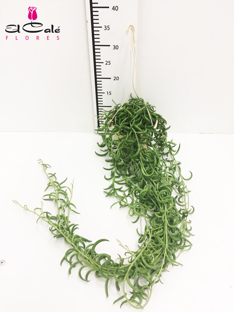 P. Senecio Radicans Nac. 15/40cm x6