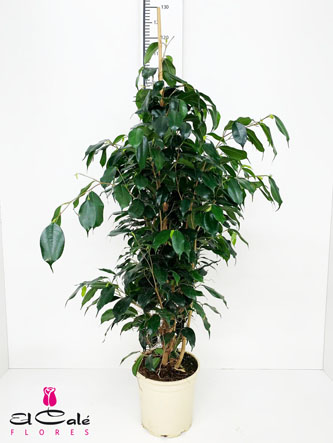 P. Ficus Nac. Danielle 20/120cm