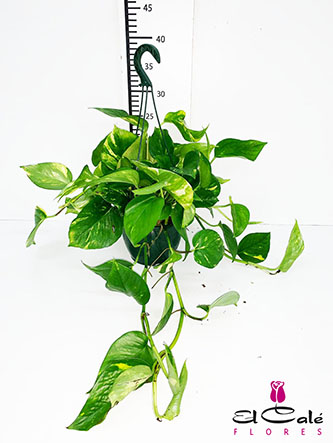 P. Pothos Nac. Colgante 15
