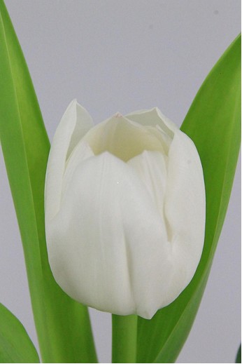 Tulipan Hol. Royal Virgin 35cm Bl.