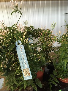 P. Jasmin Polyanthum 12/40cm x6