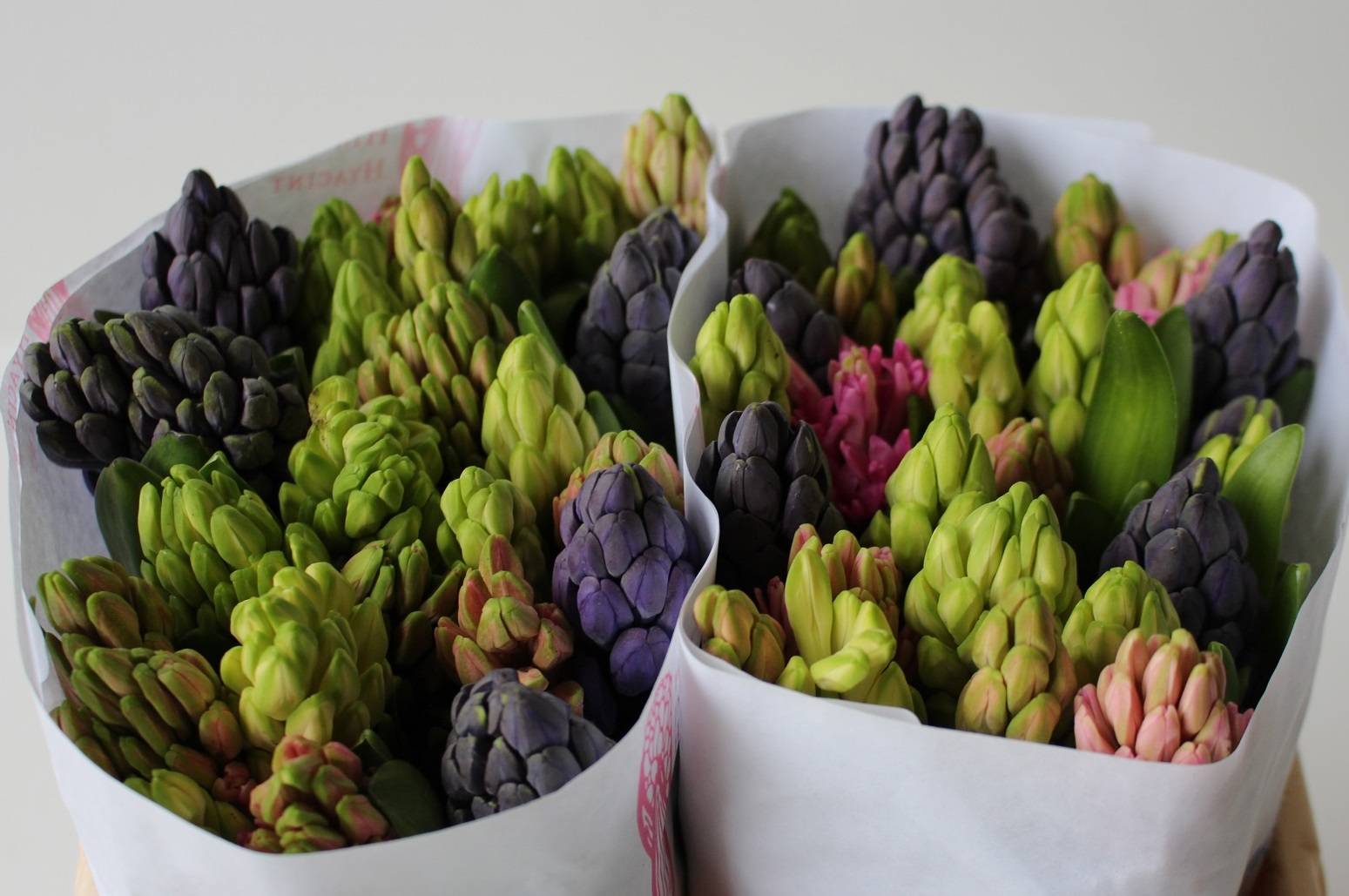 Jacinto Hol. Mixto 30cm "T25" (5 colores)