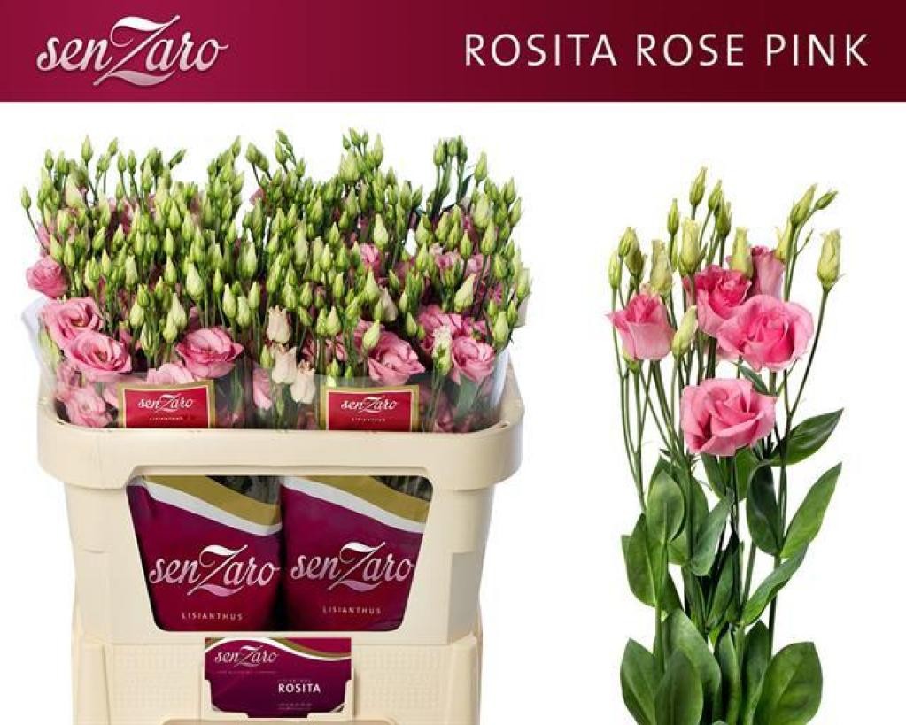 Lisiantus Hol. Rosi Rose Pink 75cm 55gr "T10"