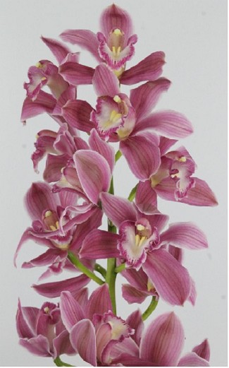 Cymbidium x6 Bryce 80cm Rs/Mo.