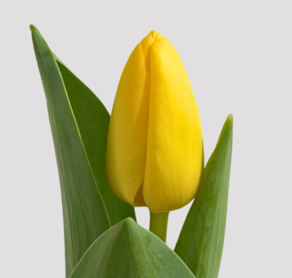 Tulipan Hol. Strong Gold 45cm