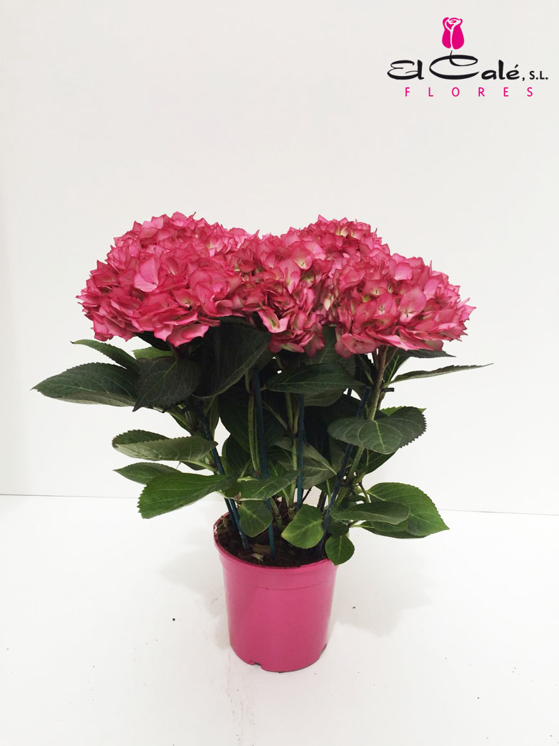 P. Hortensia Nac. Rosa 17/55cm x6