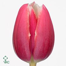 Tulipan Hol. Debutante Bicolor 40cm