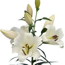 Oriental Hol. Bl. Forever 75cm 2 fl.