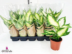 P. Dieffenbachia Camillac 12/40cm x10