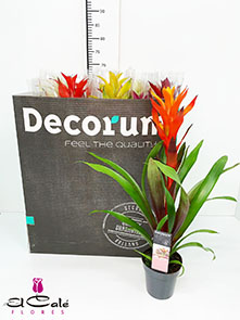 P. Guzmania Mixta XXL 13/65cm x10 -Decorum-