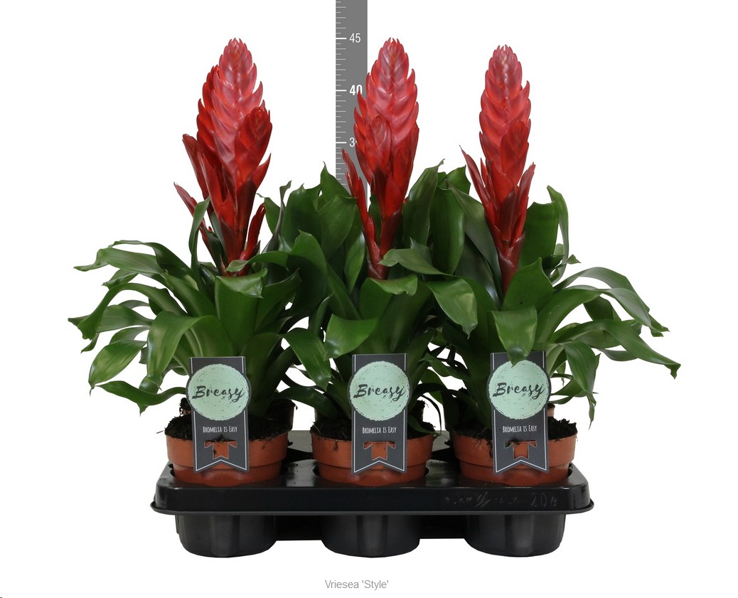 P. Guzmania Vries Style 12/50cm x6