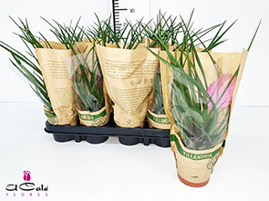 P. Tillandsia Cyanea Anita 9/26cm x12