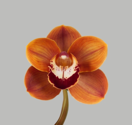 Cymbidium Rene Wish 80cm Nj.