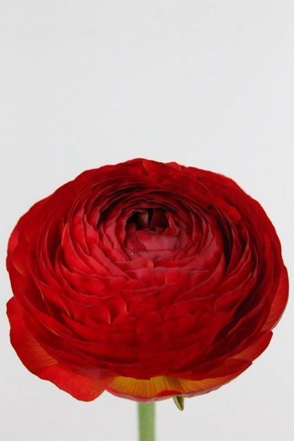 Ranunculos Hol. Aazur Red Baron 40cm 20gr