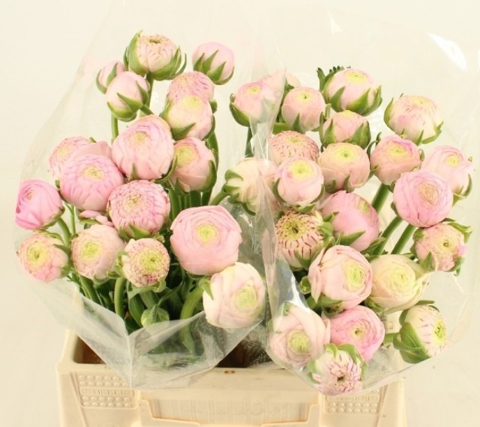 Ranunculos Hol. Aazur Pink 45cm 35gr