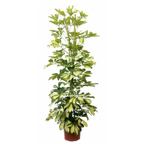 P. Schefflerar Nac. Gold Capella 22/150cm