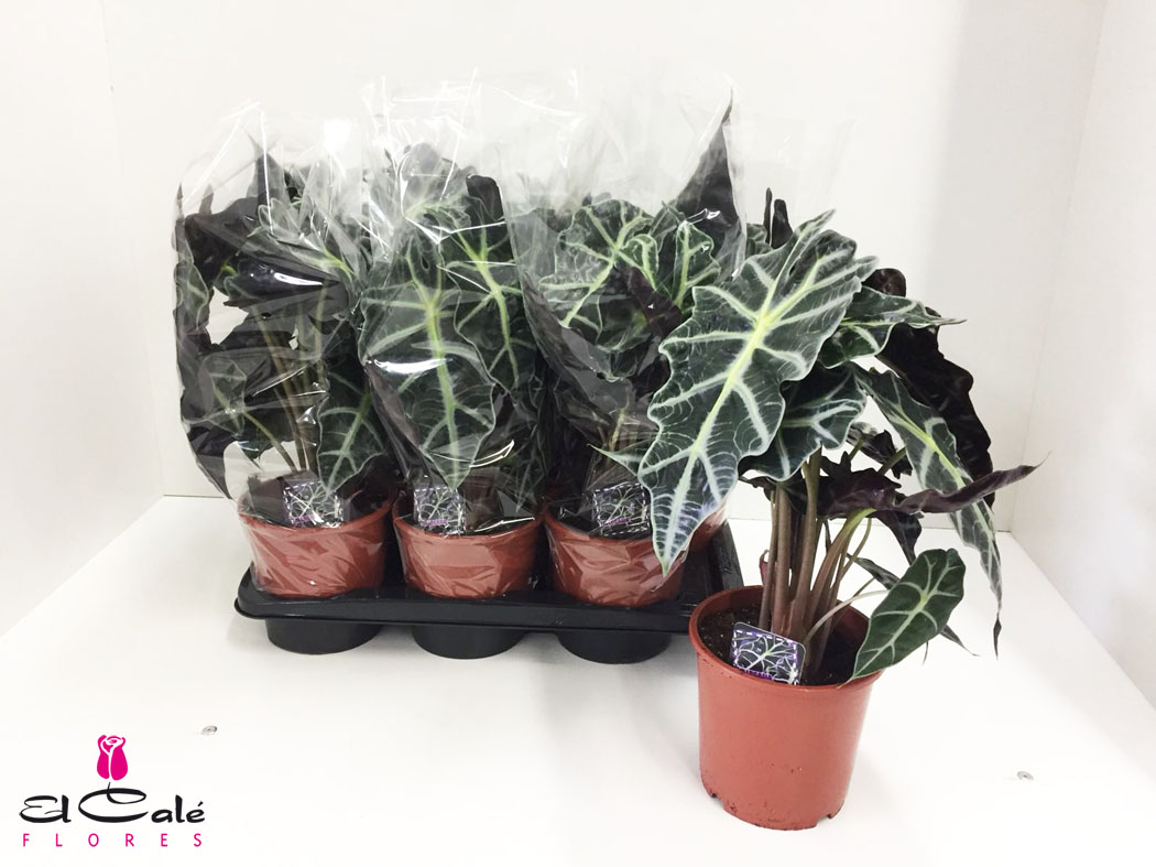 P. Alocasia Polly 17/55cm x6