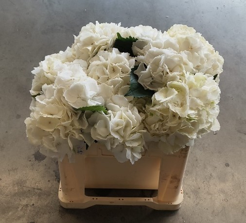 Hortensia Hol. Schneeball 50cm �18/20 Blanca