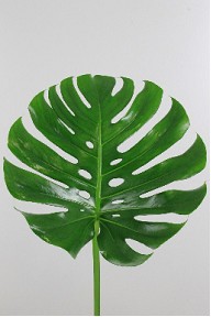 Philodendro Monstera Hol. 60cm 30