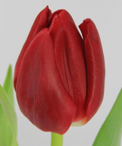 Tulipan Hol. Escape Rojo 40cm