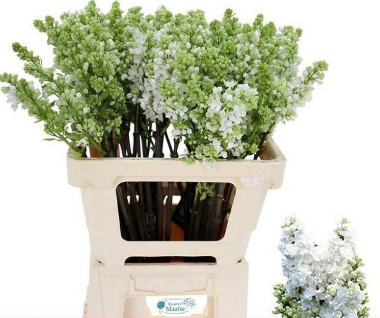 Lilas Madame Stepman Blanca 60cm 2bl
