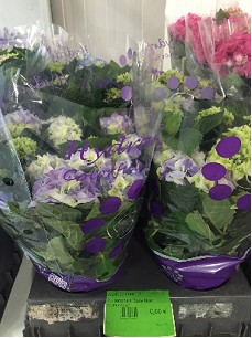 P. Hortensia Early blue 14/40cm  x4 8-flor.