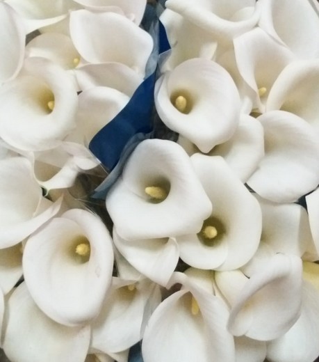 Calla Ivory Art 70cm