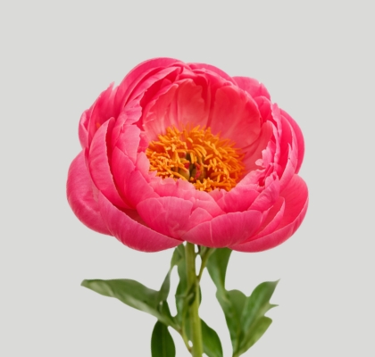 Peonia Hol. Coral Charm 55cm