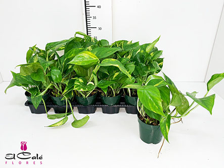 P. Pothos Nac. Colgante 10.5