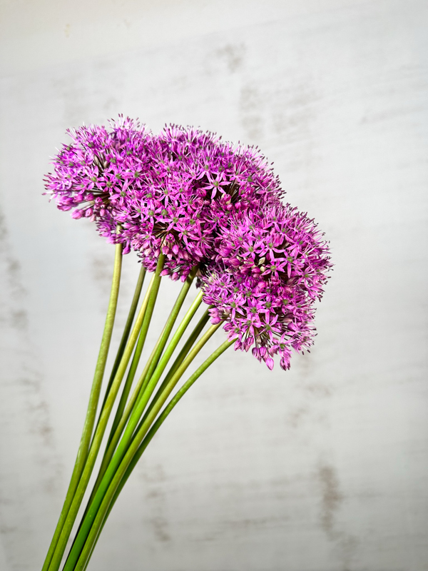 Allium Gladiator 75cm