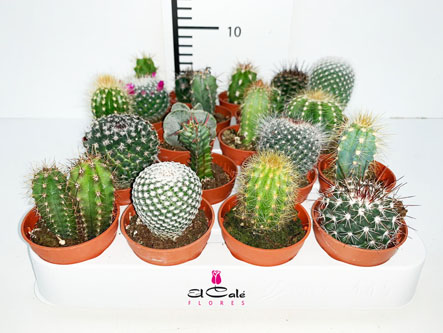 P. Cactus Mixto Nac. "caja" 5.5/10cm (Precio x20 uds.)