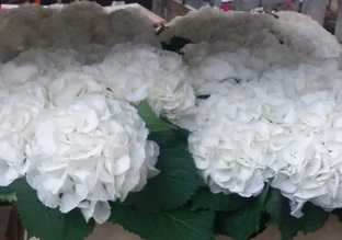 Hortensia Hol. Schneeball 60cm 18/20cm Blanca