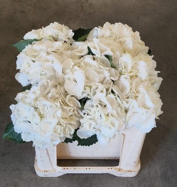 Hortensia Hol. Schneeball 50cm �20/22cm Bl.