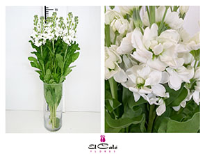 Aleli Hol. Aida White 55cm "T10"