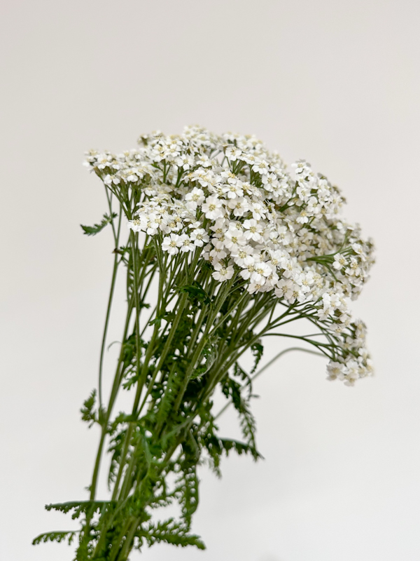 Achilea Hol. White Beauty 65cm