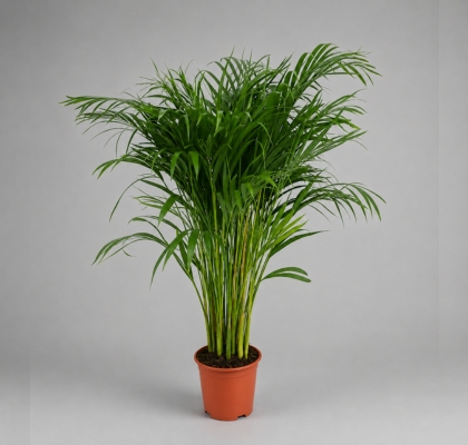 P. Dypsis Lutescens 24/140cm