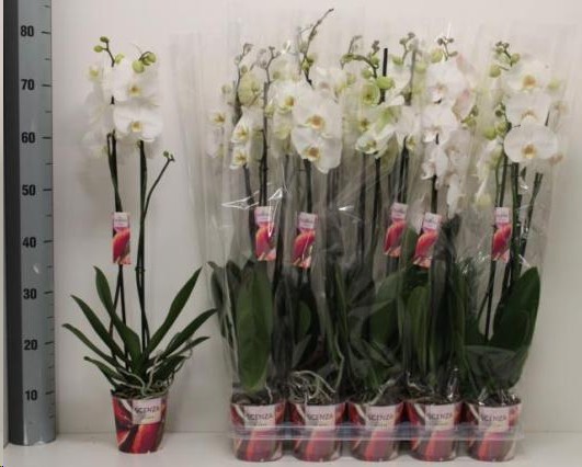 P. Phalaenopsis Ov. White 12/80cm 2T x10