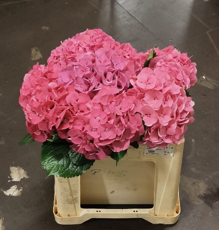 Hortensia Hol. Sibilla Red 50cm �16/18 Rs.