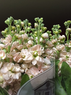Aleli Hol. Aida Apricot 55cm "T10" Sal