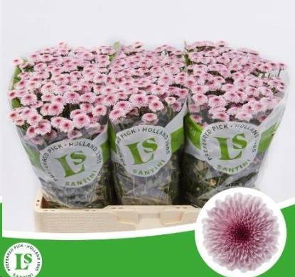 Santini Calimero Rosa 900gr "T25" Rs.