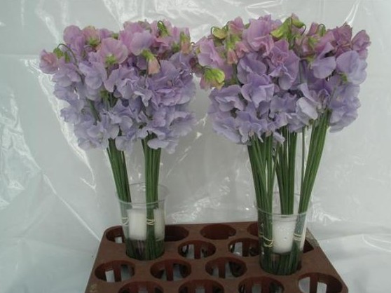 Lathyrus Wi Sunshine Lavender 40cm "T50"