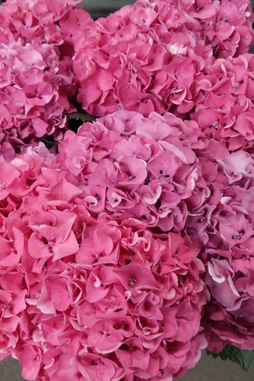 Hortensia Hol. Sibilla Paars 60cm 16/18 Mo.